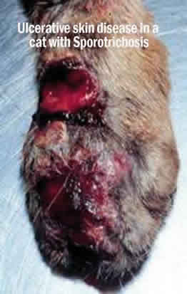 Ulcerative-skin-disease-in-a-cat-with-Sporotrichosis